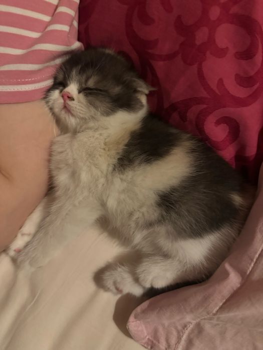 СРОЧНО! Котенок фолд