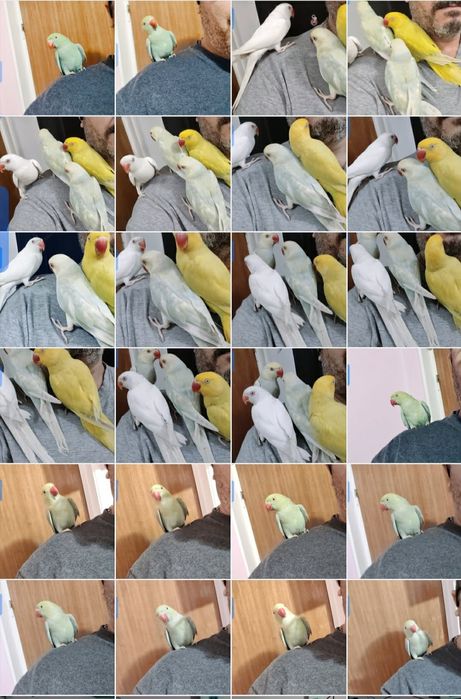 Vând  Micul Alexander blând la seringă