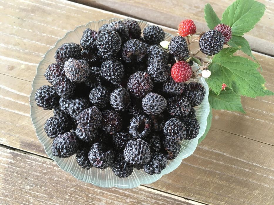 Продам чёрную малину