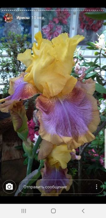 Клубни сортовых ирисов.