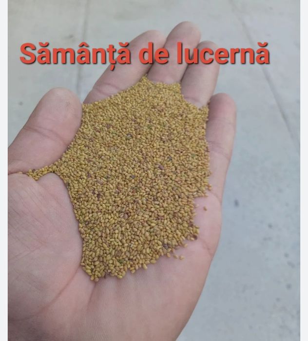 Vând sămânță de lucernă