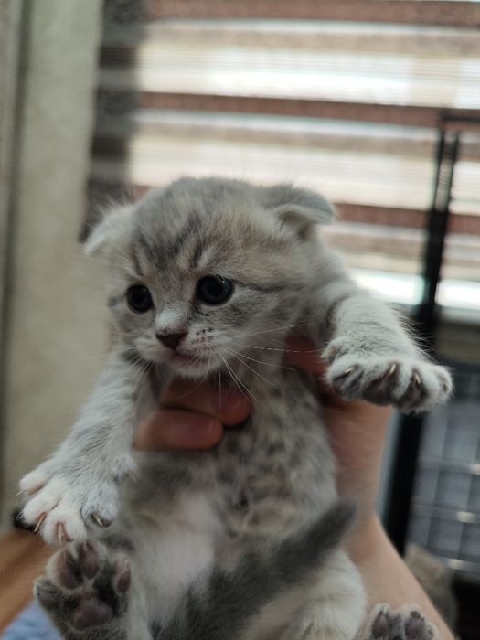 Тозза Scotish Fold Straight тогри вязкадан тугилган