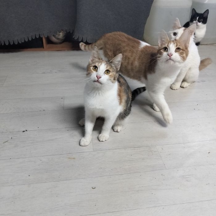 Чудо котятки красавчики