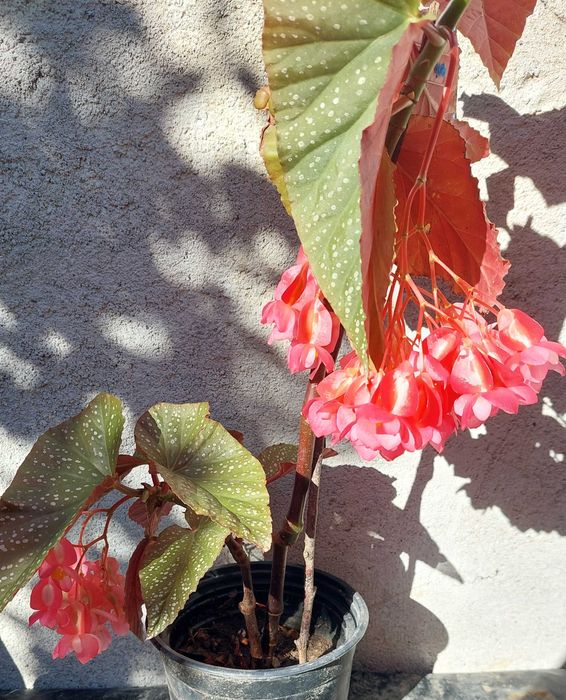 Vand planta Plaman Begonia lucernae