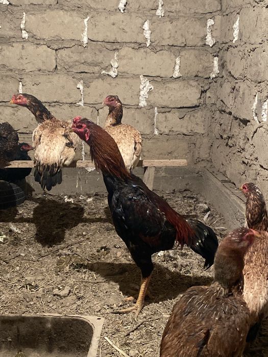 Дакан қораз сатылады