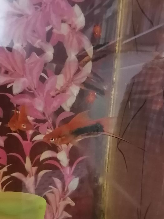 Рыбки меченосцы молодые