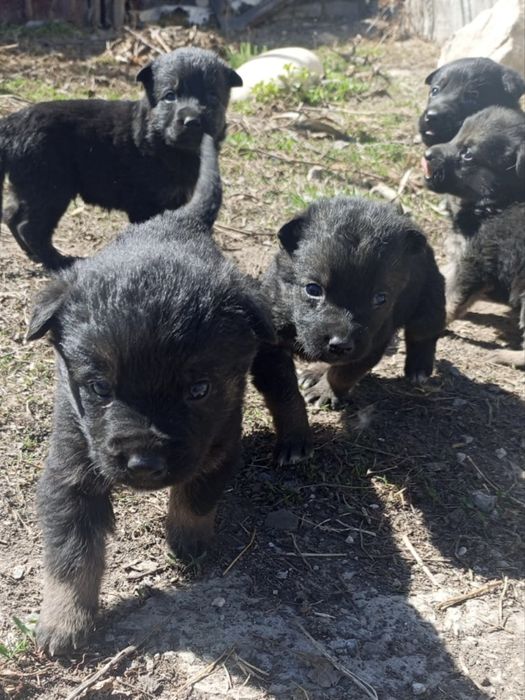 Щенки метисы в хорошие руки