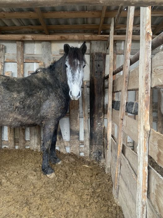 Продам кобылу на согым