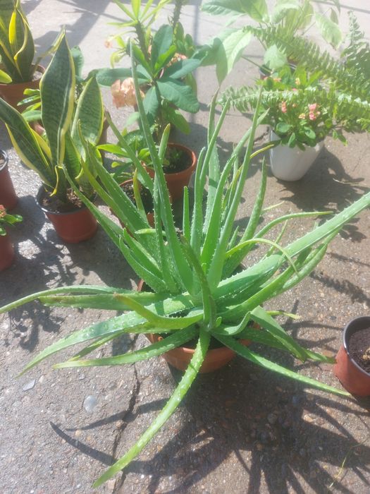 Комнатные цветы.