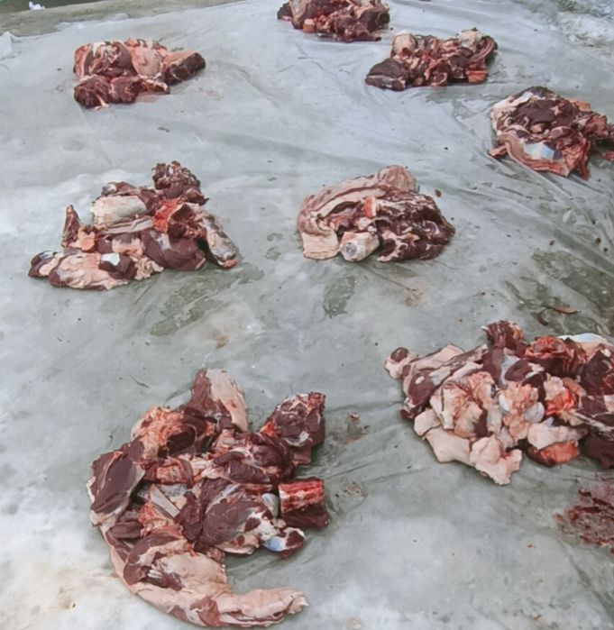 Жылқы еті соғым 1.5жасар