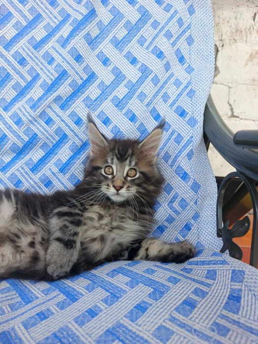 Мейн Кун котятки