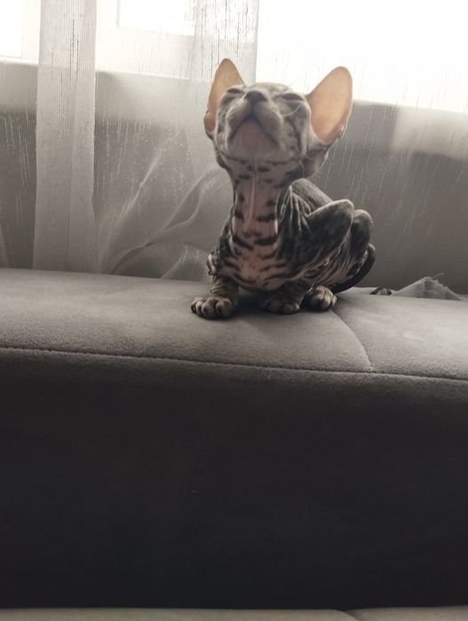 Девочка велюровый сфинкс.