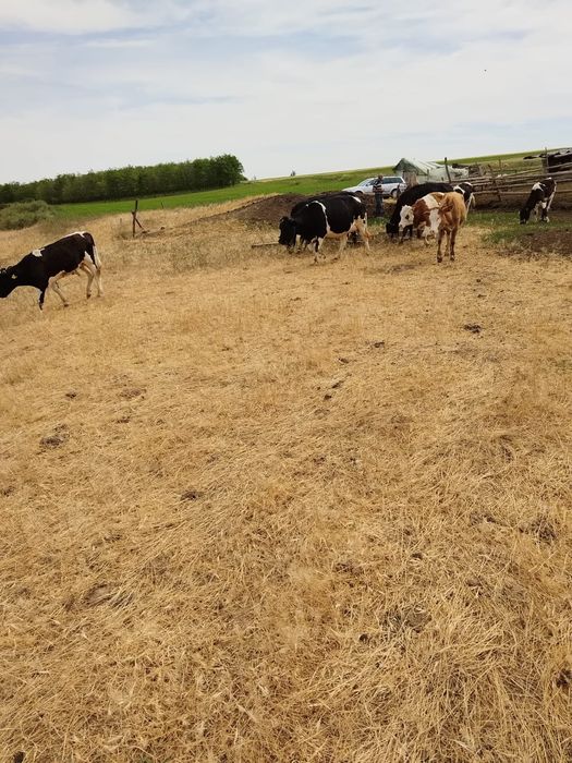 Vaci cu lapte junici gestante vitei de crescut