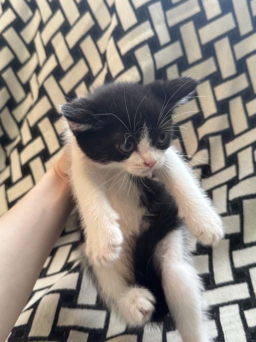Котята в хорошие руки