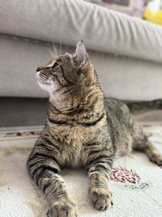 Найден упитанный кот