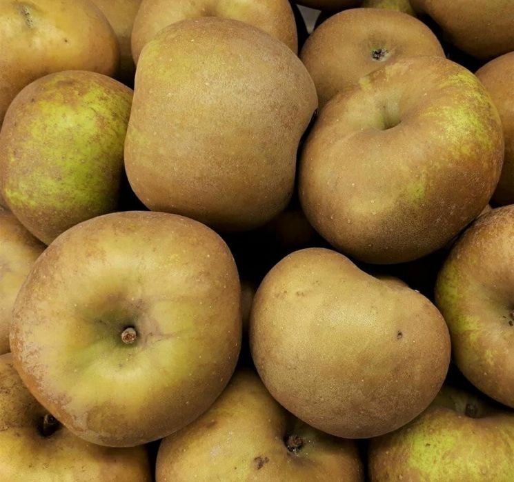 Mar (Soiul Renet De Canada )