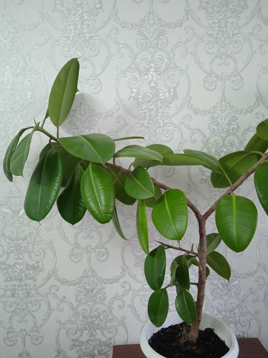 Продам фикус комнатное растение