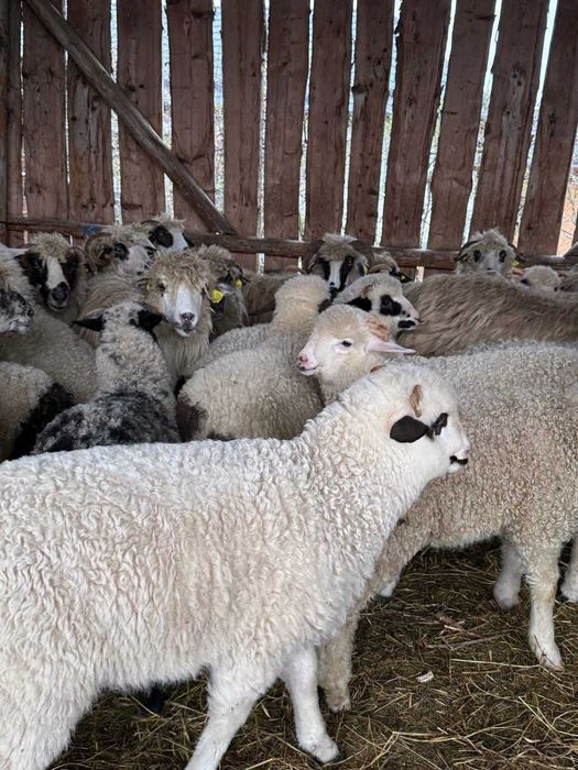 Oi si miei de vanzare