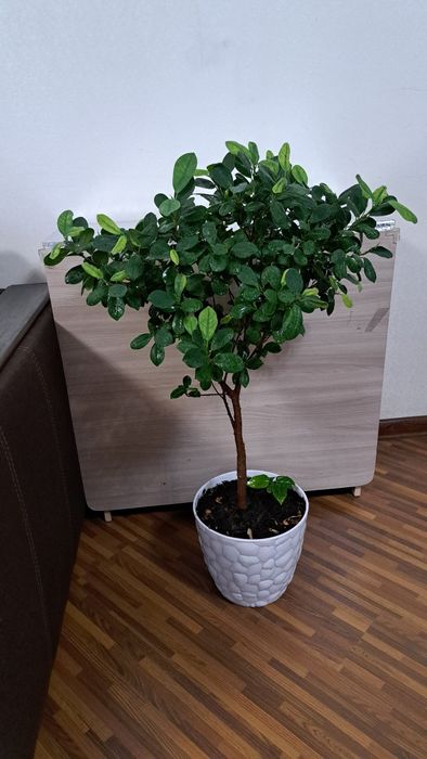 Большие комнатные цветы