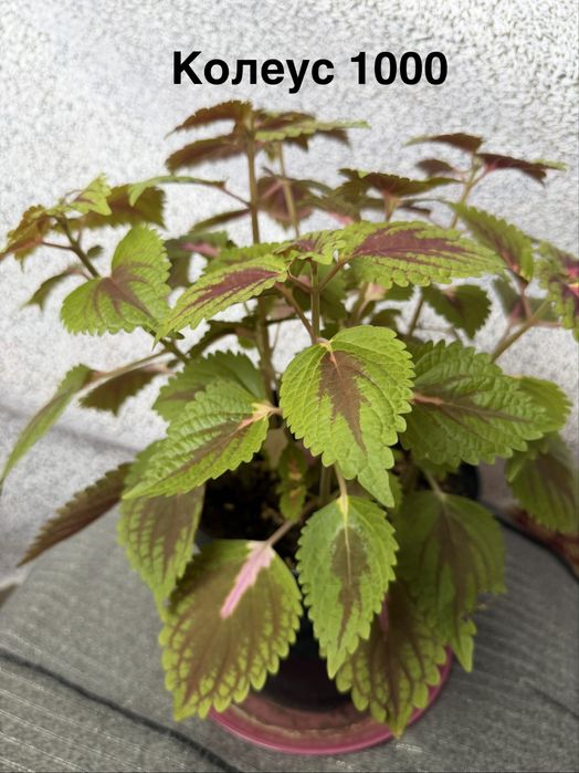 Комнытные цветы.