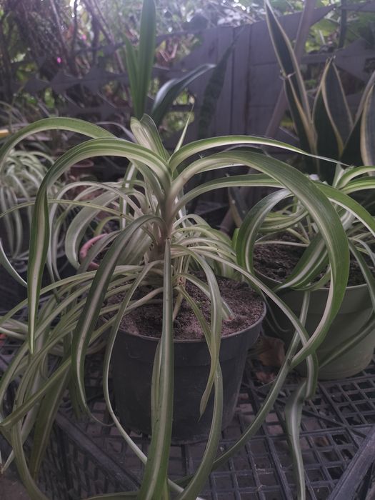 Комнатые и домашрие цветы