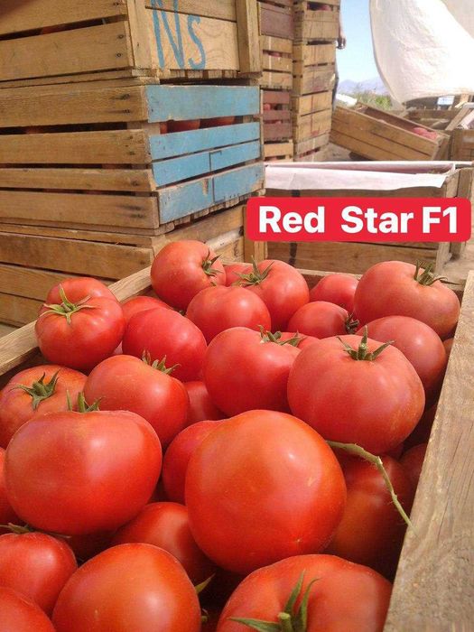 Pomidor urug'lari ishonchli va sifatli