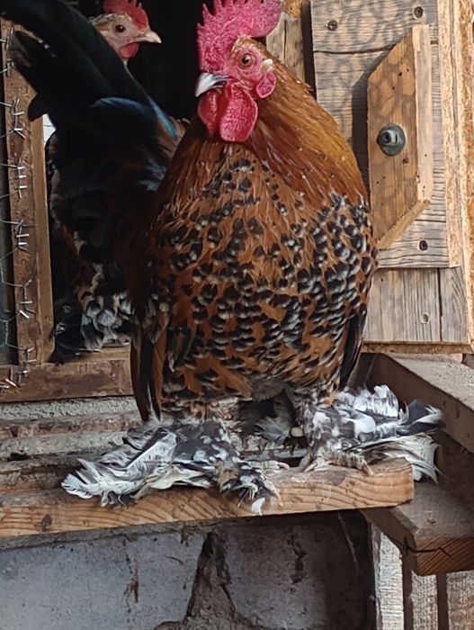 Schimb doi cocoșei mii de flori pe o găinuță frumoasă