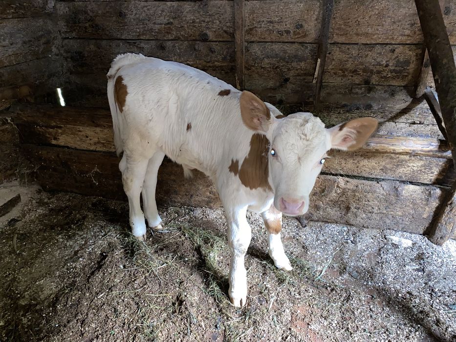 Vaca de vanzare