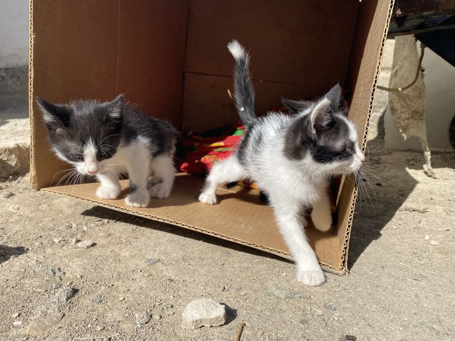Мысық, марғау. Кошка, котята.