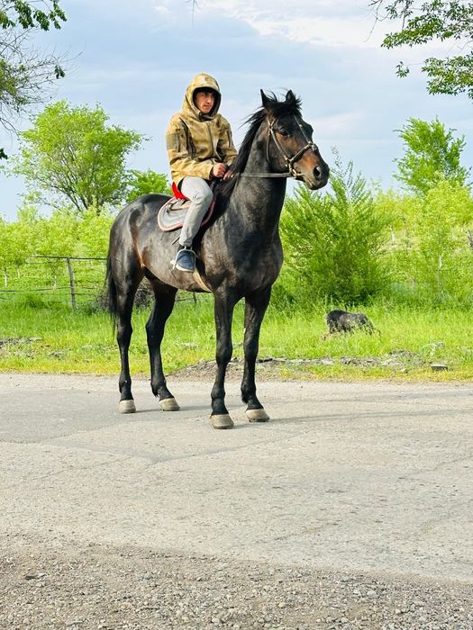 Лошади, кони, скот