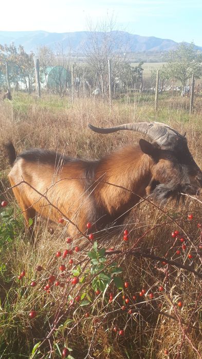 Vând țap rasa alpina franceza