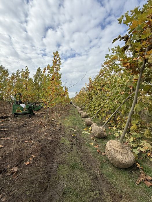 Platanus acerifolia x hybrida - platan
