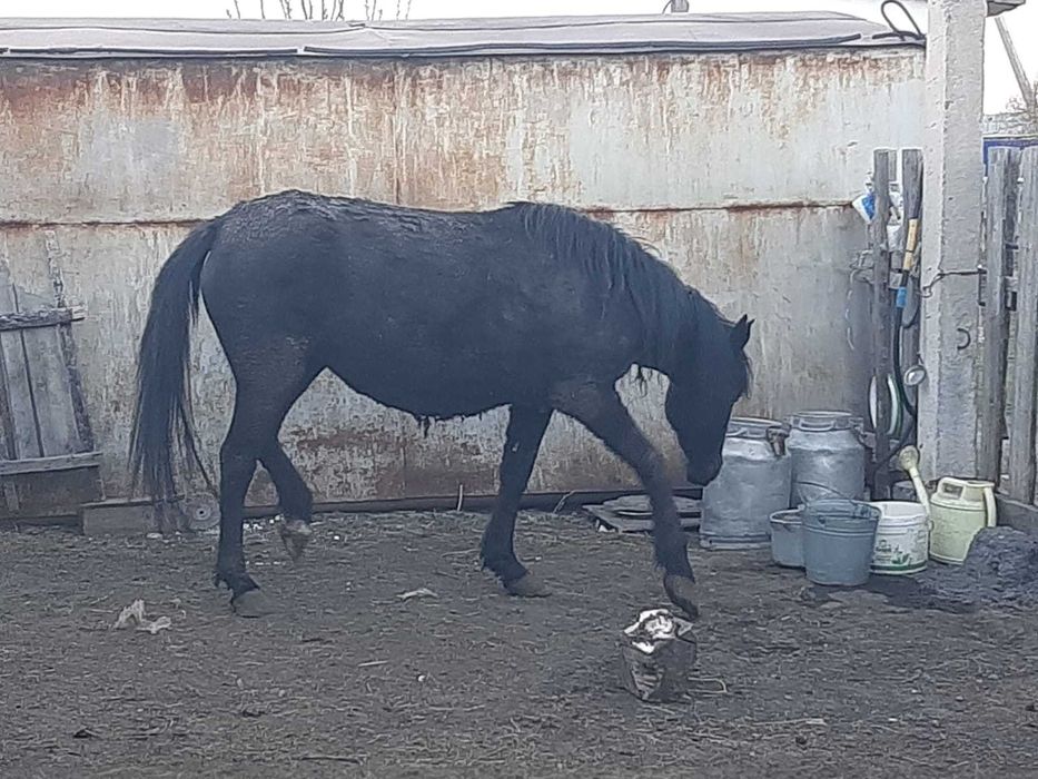 3 бас жылқы сатылады! / Продаются лошади!