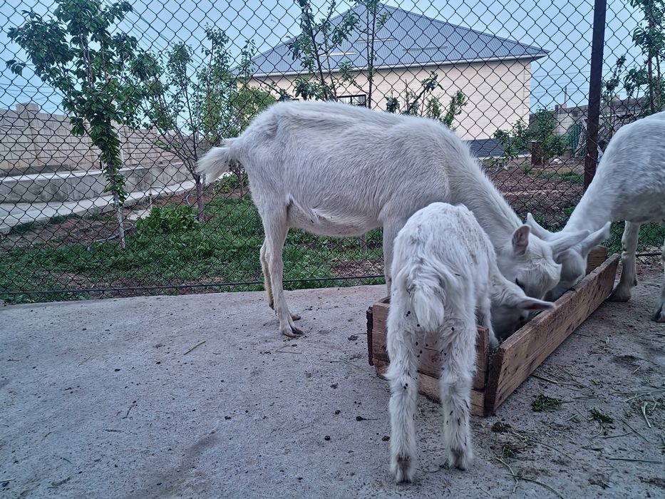 Орыс ешкілері сатылады лактармен