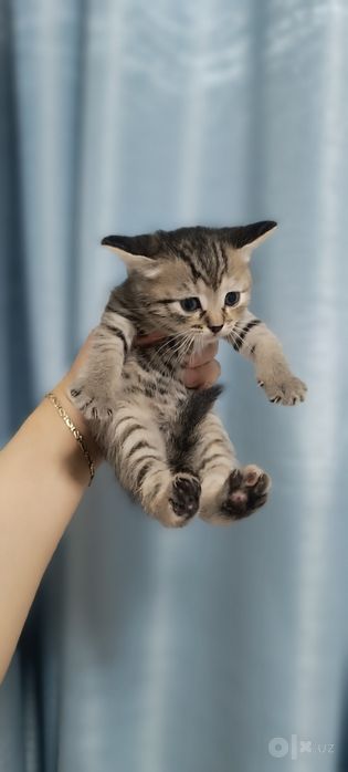 Котята скотиш страйт