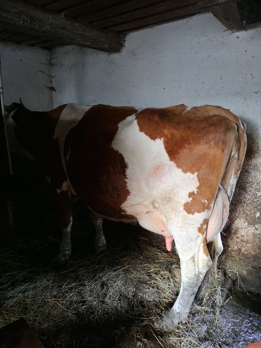 Vaca baltata montata