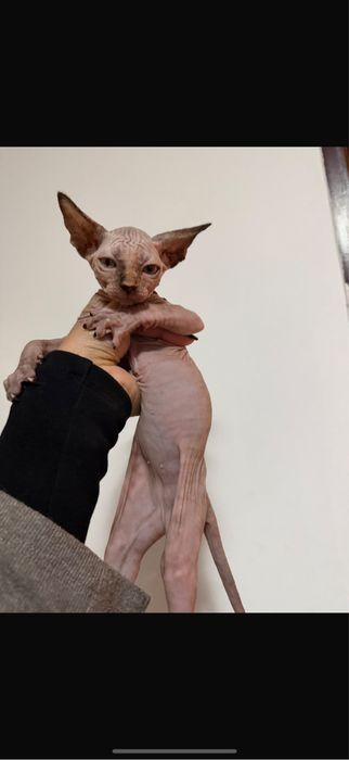 Sphynx fetite pui isi cauta o familie