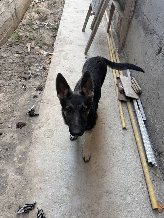 Собака овчарка женский род