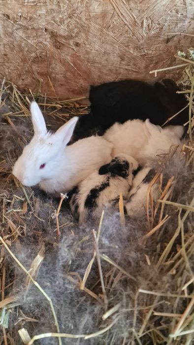 Vând pui de iepuri si mamele lor