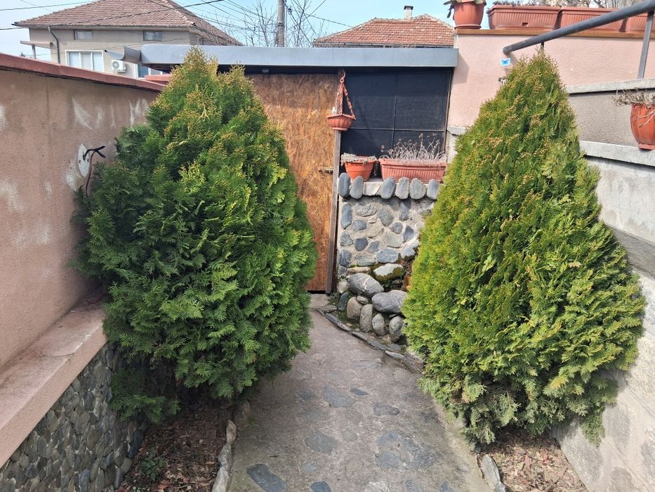 1.60 см. Два броя Туя