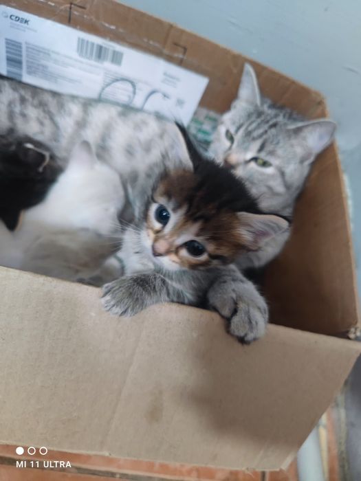 Продаются мастера «ночного тыгыдыка»