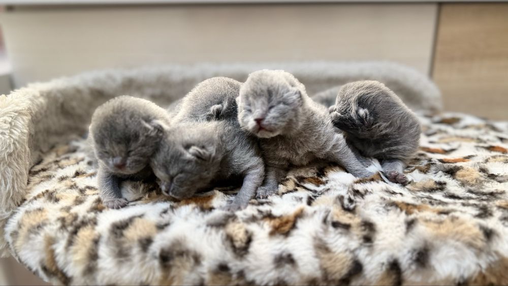 Открыто раннее бронирование на котят премиум класса