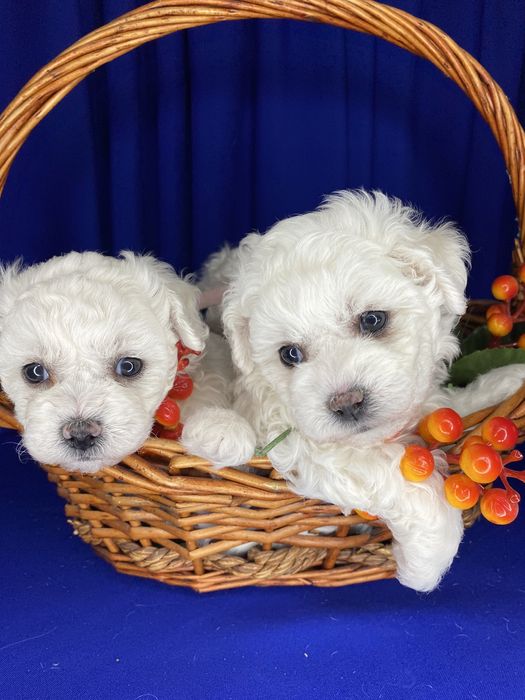 Бишон фризе. Щенкии