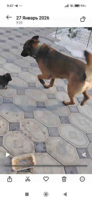 Отдаем даром в хорошие руки