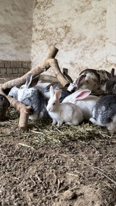 Домашние кролики