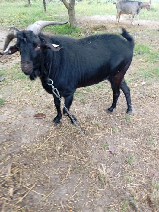 Capra și țap de vanzare.