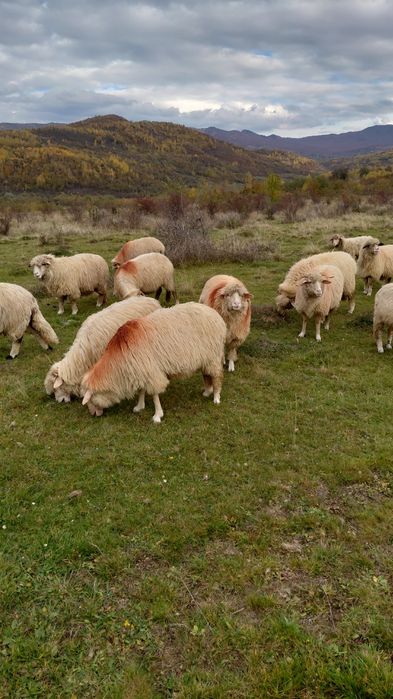 Vând 20 de oi, prima fătare