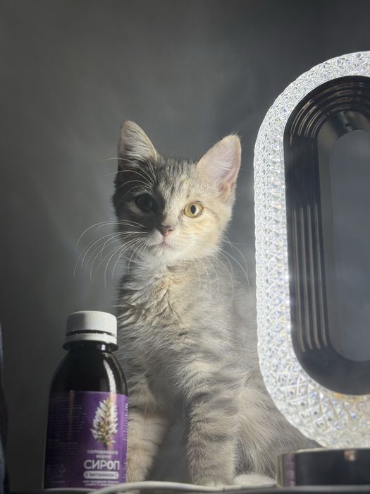 Котенок ищет добрые руки!