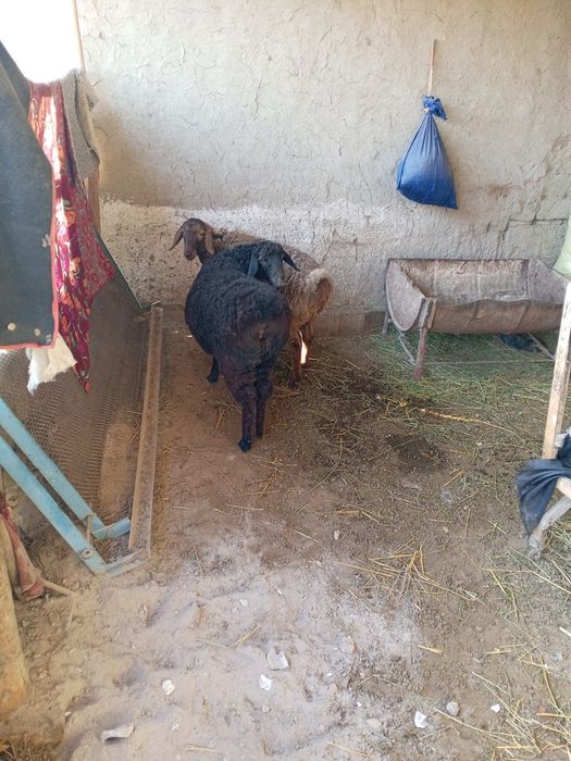 Пародали куйлар сотилади