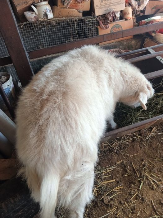 Ешкілер сатылады.